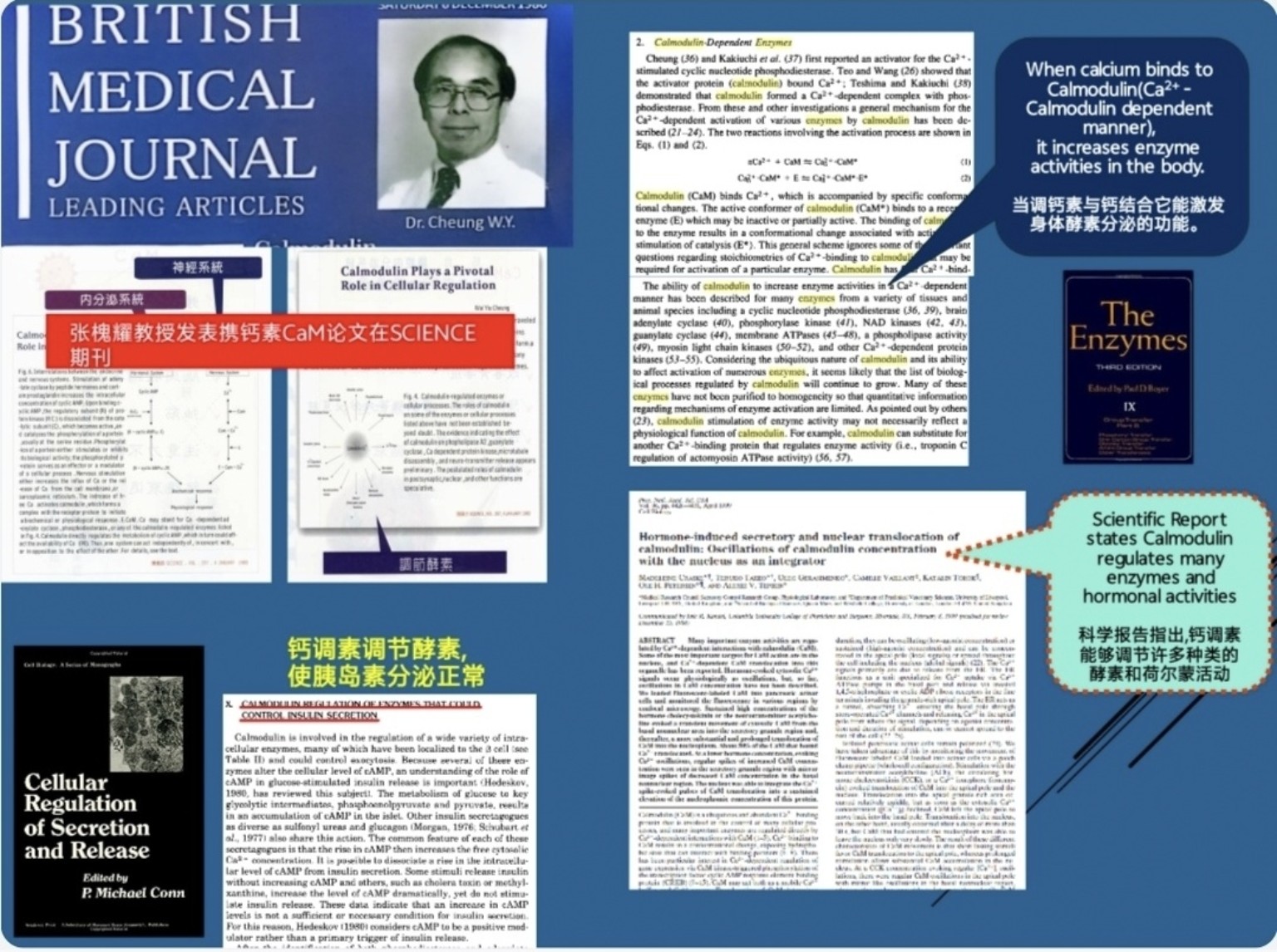 Calmodulin research papers