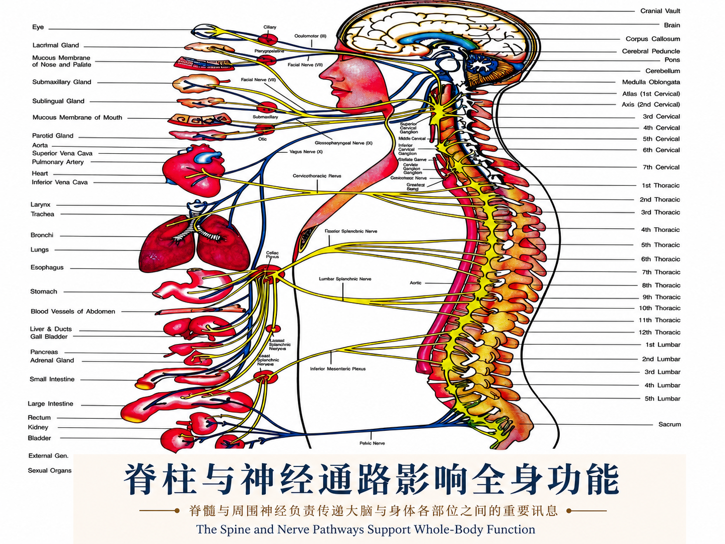 脊柱与神经通路影响全身功能